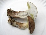 Boletus pallidus image