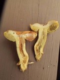 Leccinum subglabripes image