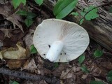 Russula variata image