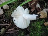 Russula amoenolens image