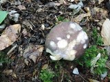 Russula variata image