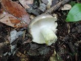 Russula variata image