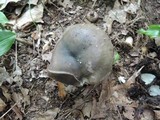 Russula grisea image