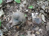 Russula grisea image