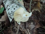 Russula betularum image