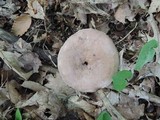 Lactarius argillaceifolius image