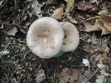 Lactarius argillaceifolius image