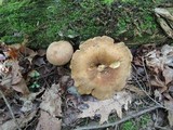 Tapinella atrotomentosa image