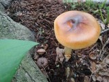 Image of Amanita pseudofulva