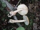 Amanita pseudofulva image
