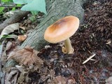 Amanita pseudofulva image