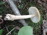Amanita pseudofulva image