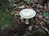 Amanita brunnescens image