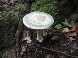 Amanita brunnescens image