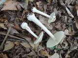 Amanita albocreata image