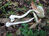 Amanita albocreata image