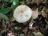 Amanita rubescens var. rubescens image