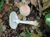 Amanita rubescens var. rubescens image