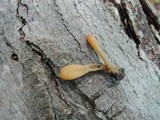 Microglossum fumosum image