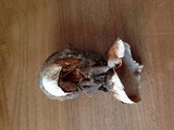 Battarrea phalloides image
