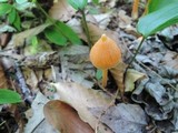 Entoloma quadratum image