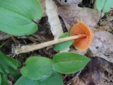 Entoloma quadratum image