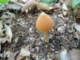 Entoloma quadratum image