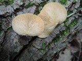 Crepidotus crocophyllus image