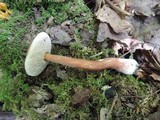 Austroboletus gracilis image