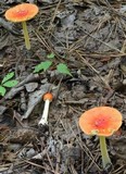 Amanita parcivolvata image