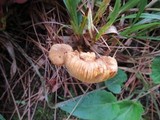 Cantharellus camphoratus image