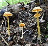 Entoloma unicolor image