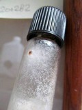 Fomitopsis officinalis image