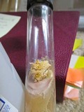 Fomitopsis officinalis image