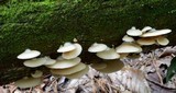 Crepidotus applanatus image