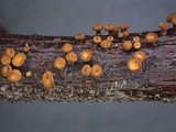 Neodasyscypha cerina image