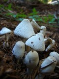 Leucocoprinus cepistipes image