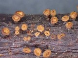 Neodasyscypha cerina image