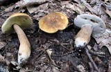 Boletus variipes image