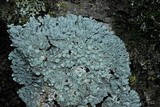 Physcia americana image