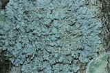 Physcia americana image