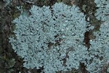 Physcia americana image
