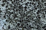 Physcia phaea image
