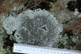 Physcia phaea image