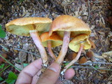 Gymnopilus luteofolius image