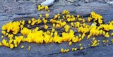 Dacryopinax spathularia image