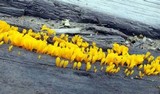 Dacryopinax spathularia image