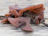 Auricularia angiospermarum image