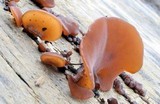 Auricularia angiospermarum image