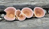 Panus neostrigosus image